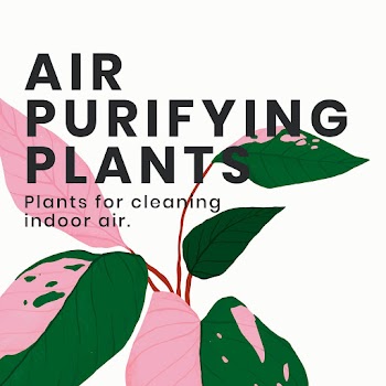 Social media plant template vector with air… | Free stock illustration | High Resolution graphic