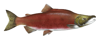 Sockeye salmon (Oncorhynchus nerka) from the Northern | Free Photo - rawpixel