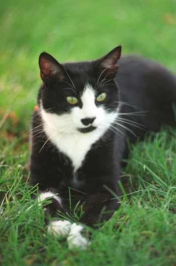 Socks the cat. Original public | Free Photo - rawpixel