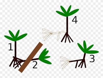 Socratea Exorrhiza Diagram - Walking Trees Time Lapse