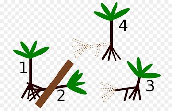 Socratea exorrhiza Palm trees Root Image Japanese zelkova - dunia baru pohon 