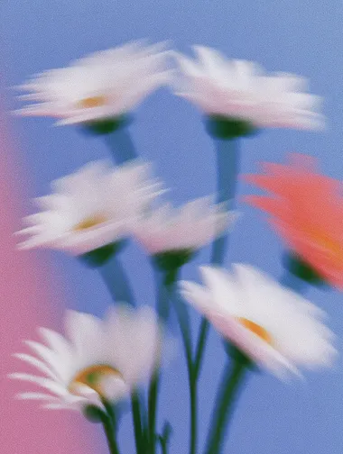 Soft Focus Daisies Portrait Soft Focus Daisies Portrait