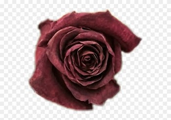 Soft Grunge Flowers Tumblr - Garden Roses