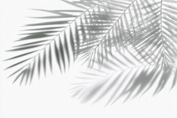Soft Shadows of Tropical Palm Fronds