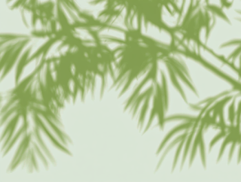Soft Tropical Leaf Shadows on Sage Green Wall
