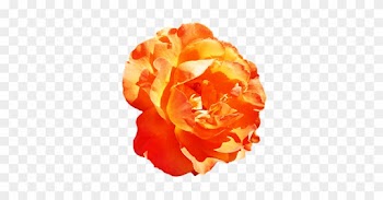 Soft Yellow Valentine Rose, Orange Rose Clipart - Rose