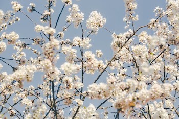 Softly Lit Cherry Blossom Branches