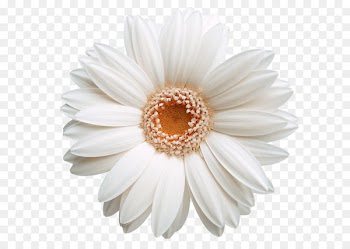 Software Clip art - White white chrysanthemum picture material 