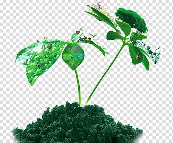Soil Euclidean Plant, Fresh spring tree island transparent background PNG clipart