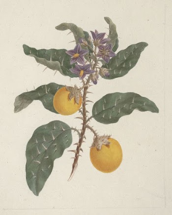 Solanum incanum  L. (Wild | Free Photo - rawpixel