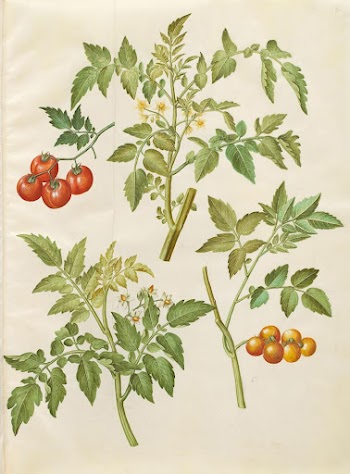 Solanum lycopersicum (common tomato) by Maria | Free Photo - rawpixel