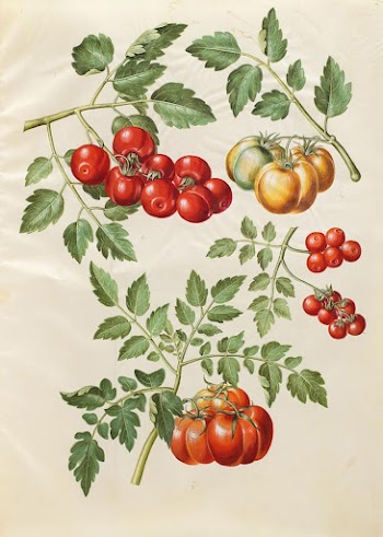 Solanum lycopersicum L. (common tomato) | Free Photo - rawpixel
