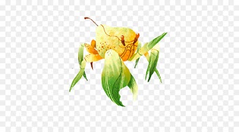 Solar term Insect Animal Illustration - insect 