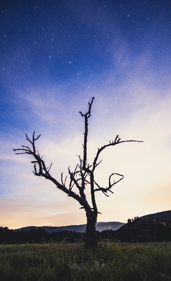 Solid tree. 