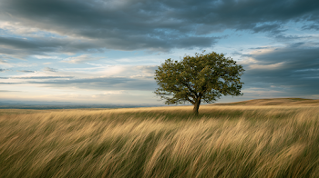 Solitary Ancient Tree Under Dramatic Sky