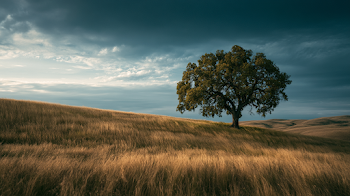 Solitary Ancient Tree Under Dramatic Sky