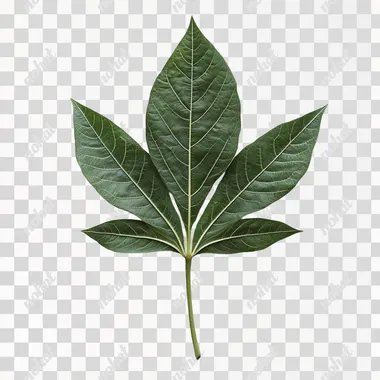 Solitary Cassava Leaf: Nature's Simple Elegance