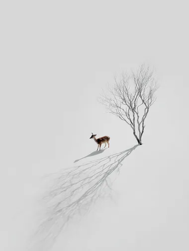 Solitary Deer in Snowy Landscape Solitary Deer in Snowy Landscape