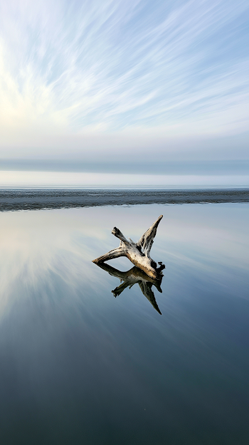 Solitary Driftwood on Mirror-like Coastal Sand