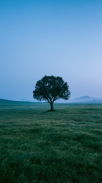 Solitary Olive Tree in a Mediterranean Twilight Field