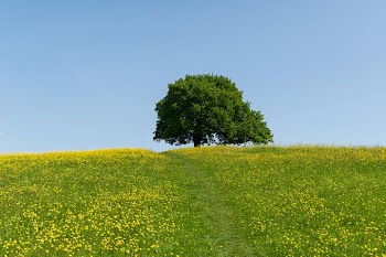 Solitary Tree on a Green Hill
