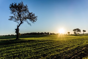 Solitary Tree on Field at Sunrise