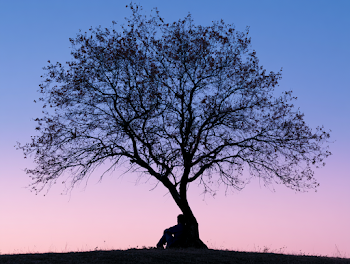 Solitary Tree Silhouette at Twilight