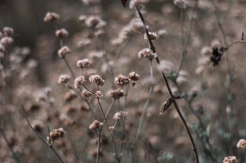 Solstice Canyon. Original public domain | Free Photo - rawpixel