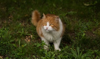 Somali Cat on Grass Close Up Photo