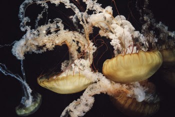 Some beautiful jellyfish in an aquarium.