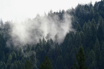 Some eerie fog hanging over a dark forest.