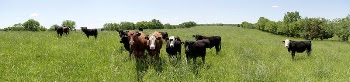 Some of the 65 cattle | Free Photo - rawpixel