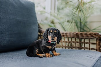 Sometimes, all you need is a warm ball of fur. No judgment, no stress, no deadlines or cares in the world. Oversized paws, the softest coat, and the truest puppy dog eyes you could ever want.