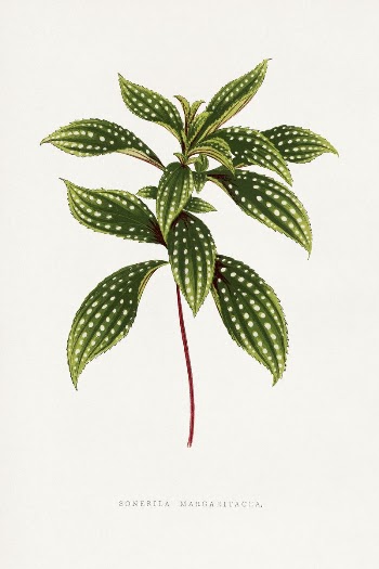 Sonerila Magaritacea leaf illustration from Les | Free Photo Illustration - rawpixel
