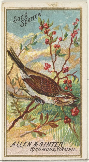 Song Sparrow, from the Birds | Free Photo - rawpixel