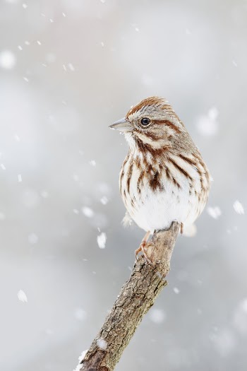 Song sparrow in snow. Free | Free Photo - rawpixel