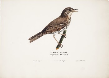 Song thrush, 1828, Magnus Von | Free Photo - rawpixel
