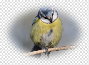 Songbird Finch Beak Animal, halloween fantasy tour transparent background PNG clipart