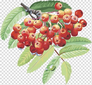Sorbus aucuparia Drawing Berry Branch Tree, lantern fruit cherry fruits transparent background PNG clipart