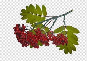 Sorbus aucuparia Tree Leaf Berry Abscission, hawthorn transparent background PNG clipart
