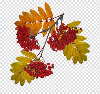 Sorbus aucuparia Tree Winter Autumn Leaf, watercolor berries transparent background PNG clipart