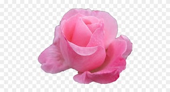 Source - 37 - Media - Tumblr - Com - Report - Flower - Garden Roses