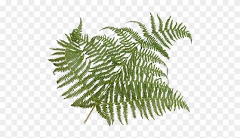Source - Images - Bzflag - Org - Report - Fern Leaf - Fern Leaf