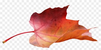 Source - - Maple Leaf Blowing