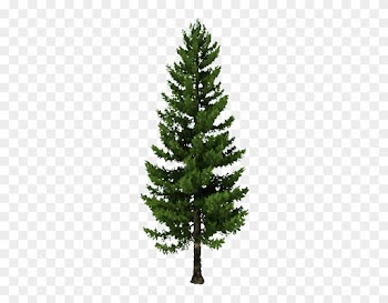 Source - - Pine Tree C4d Free