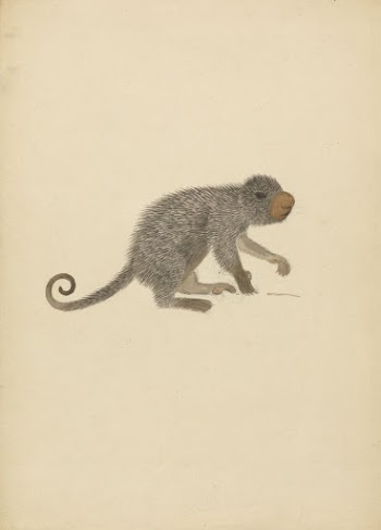 South American Porcupine | Free Photo - rawpixel