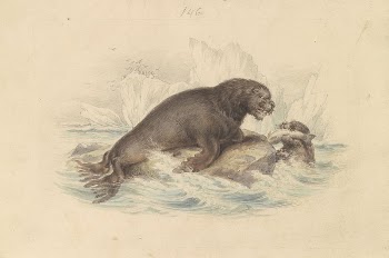 South American Sea Lion | Free Photo - rawpixel