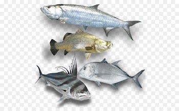 South Australia Western Australia Sardine Fishing Game fish - Fishing 