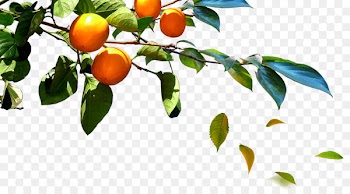 South Korea Poster - Branches persimmon fruit 