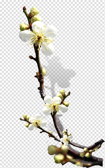 South Korea , White Pear transparent background PNG clipart